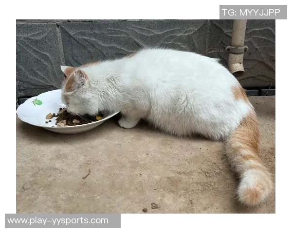 四川男篮积极行动救助流浪猫计划后续妥善安置关爱生命